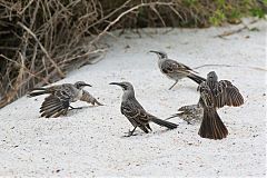 Española Mockingbird